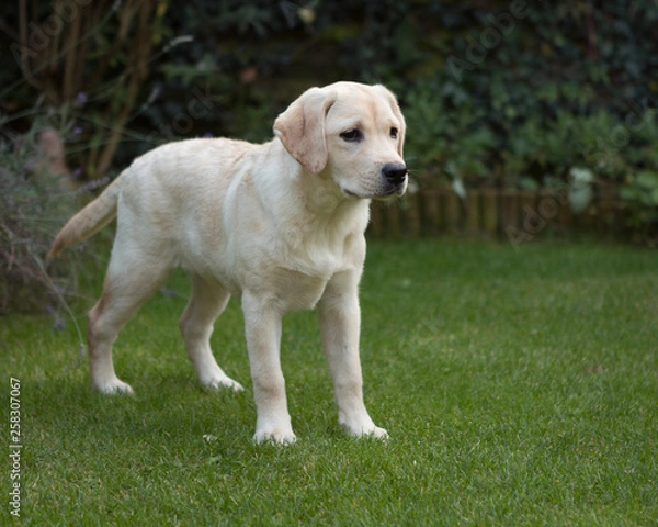 Obraz young labrador in garden
