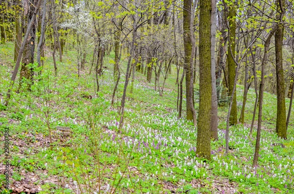 Obraz Magical green forest and sunlit wild bluebell flowers