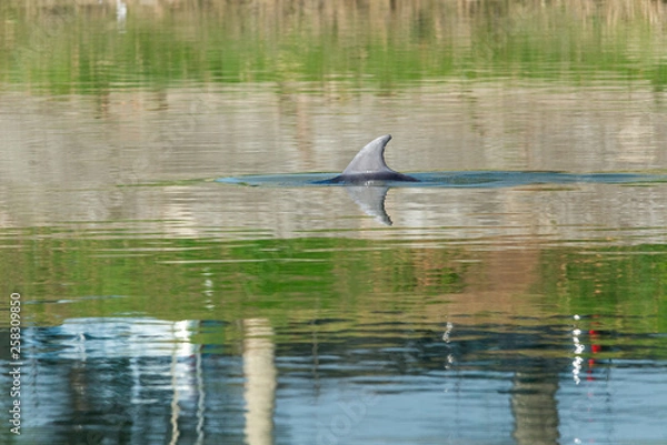 Obraz The bottlenose dolphin in the river