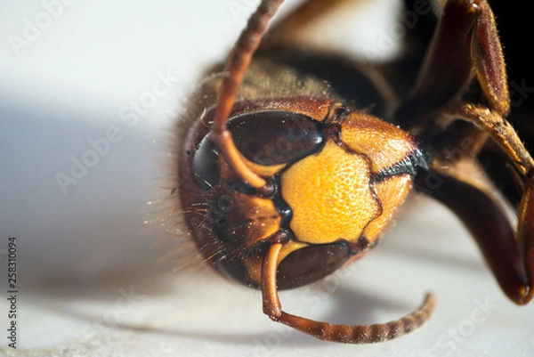 Obraz Macro on a wasp head