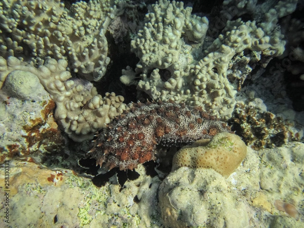 Fototapeta Holothuroidea moves on a coral reef in the sea.