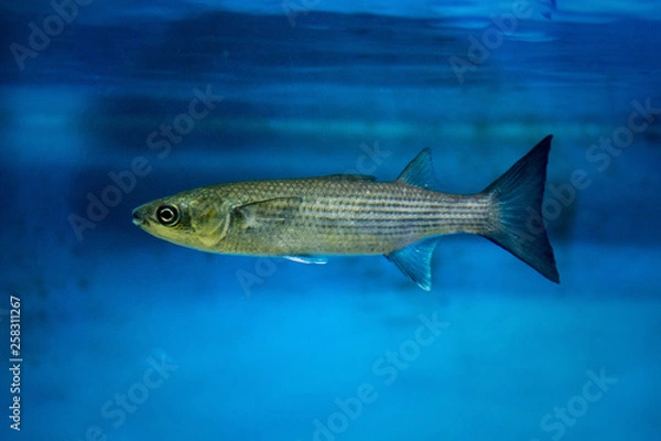 Obraz The flathead grey mullet