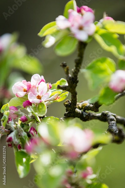 Obraz pink flowers in tree