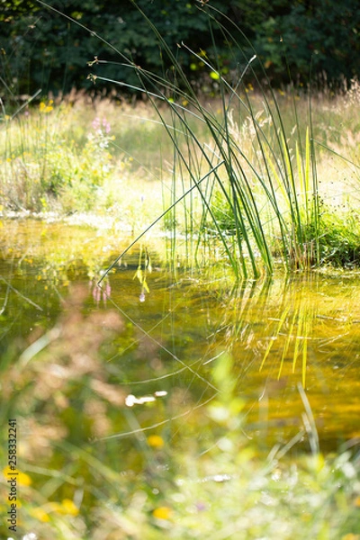 Obraz green grass in the pond