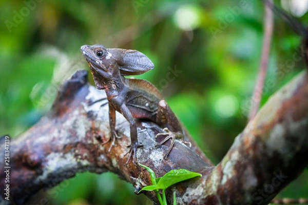 Fototapeta A common basilisk (Basiliscus basiliscus) sits on a tree branch in Tortuguero National Park, Costa Rica.