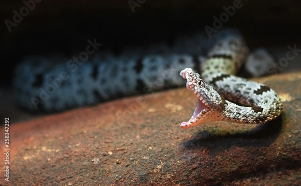 Fototapeta A rock rattlesnake (Crotalus lepidus) mid-strike, with fangs and inner mouth visible.