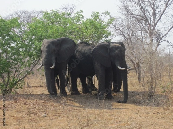 Obraz elephant in chobe park