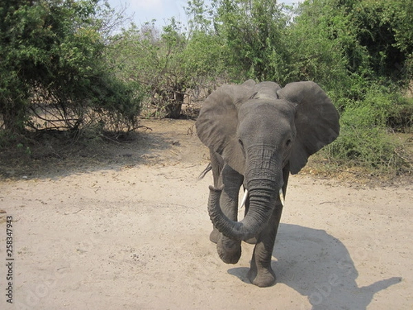 Obraz elephant 