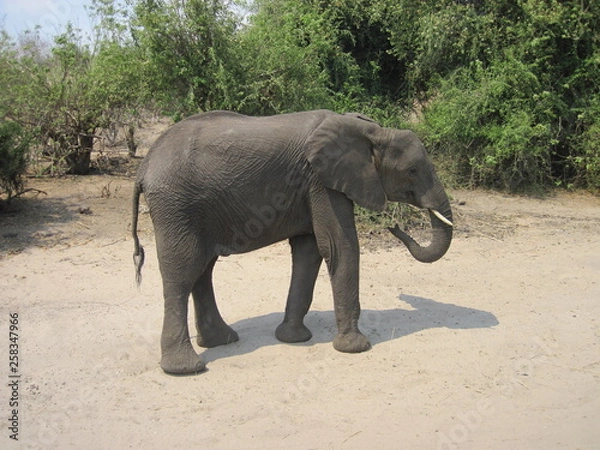 Obraz elephant