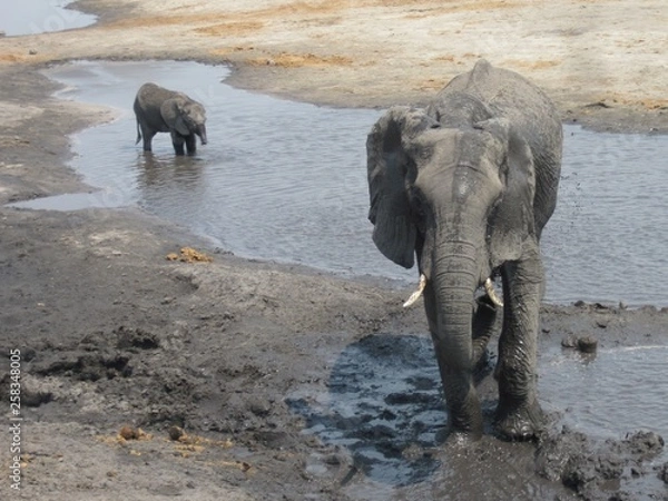 Obraz elephants in water