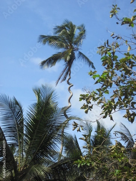 Obraz twistwed palm tree