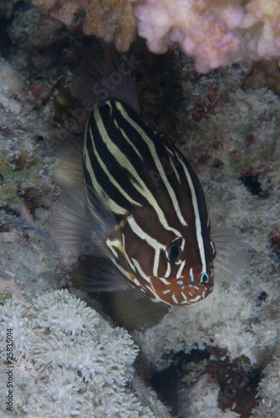 Obraz Sixstriped soapfish