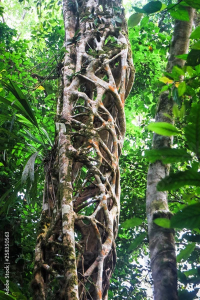 Fototapeta A strangler fig tree has grown around and killed a large tree which has since decomposed, leaving the cage-like structure of the vine. Costa Rica.