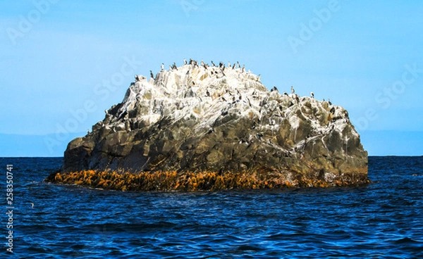 Fototapeta A small rocky island is home to a variety of seabirds, primarily black-faced cormorants (Phalacrocorax fuscescens). Bruny Island, Tasmania.