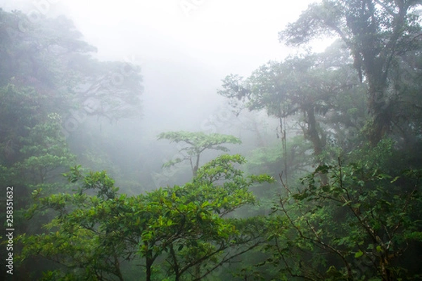 Fototapeta The middle and upper canopy of the lush Monteverde cloud forest in Costa Rica, with typical dense clouds.