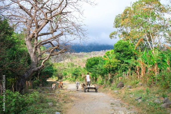 Fototapeta A man guides his cart and donkeys down a dirt road on the tropical island of Ometepe, Nicaragua.