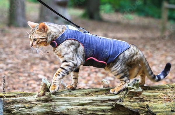 Fototapeta A bengal cat in a harness walks across a log in a forest in Nesscliffe, Shropshire, England.