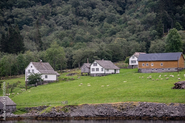 Fototapeta Sheep grazing