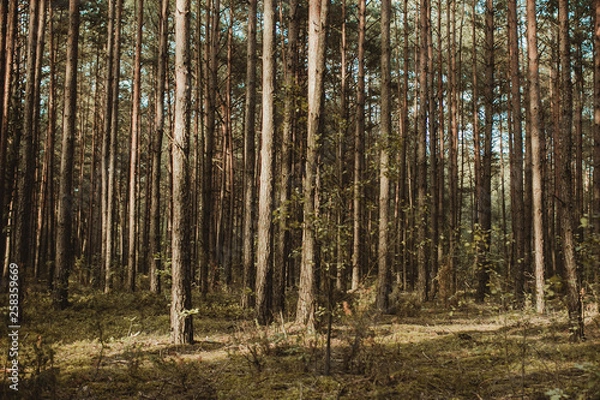 Obraz Coniferous evergreen forest background.
