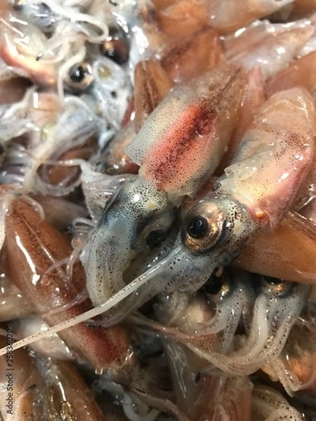 Obraz ホタルイカ