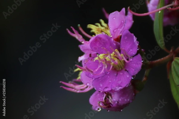 Obraz flower