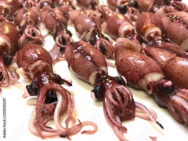 Obraz ホタルイカ