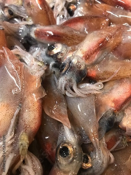 Obraz ホタルイカ