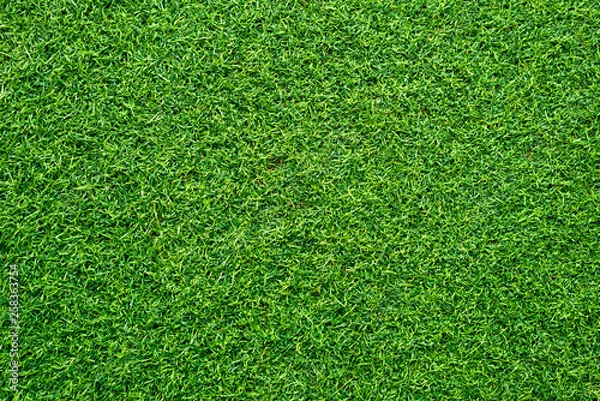Fototapeta Green grass texture wall background
