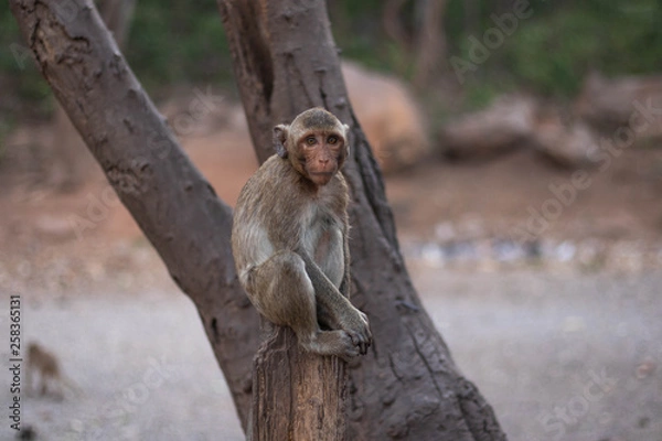 Obraz young monkey in a tree.