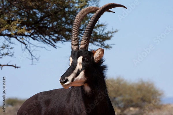 Obraz male sable antelope