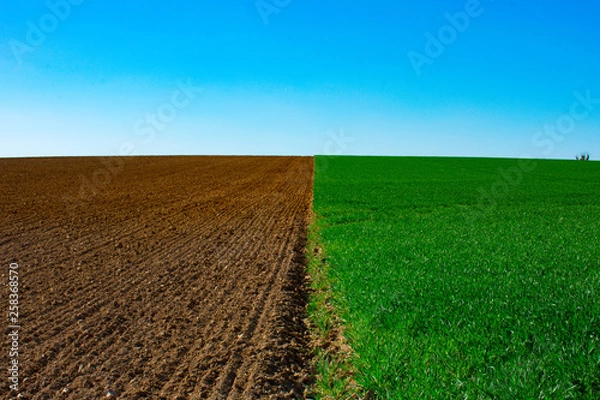 Obraz Brown field green field 