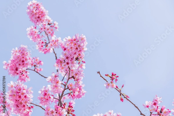 Fototapeta 新横浜公園の桜