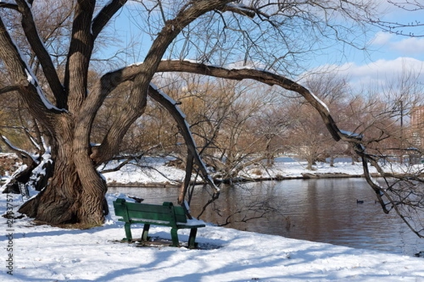 Obraz bench in park in winter