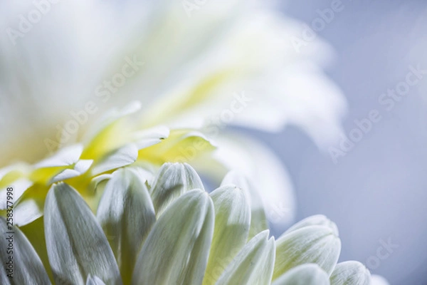 Obraz white flower closeup