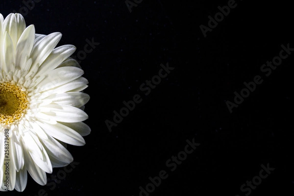 Obraz white flower on black background