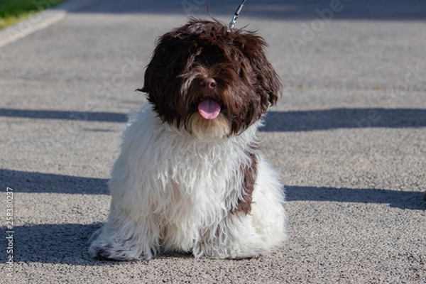 Obraz Bichon havanais assis