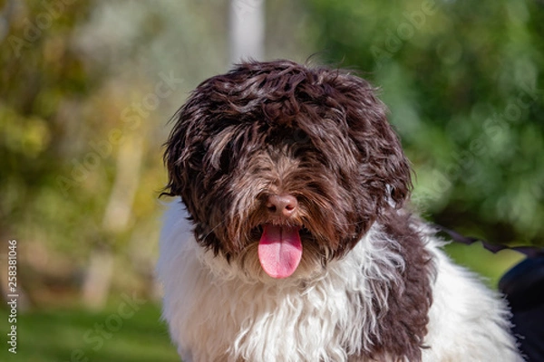 Obraz Bichon havanais chocolat