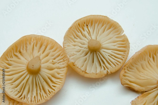Fototapeta many mushrooms are on the table, a mushroom picker has gathered mushrooms in the forest