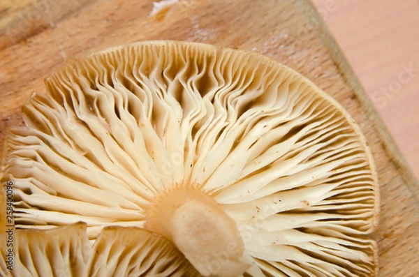 Fototapeta many mushrooms are on the table, a mushroom picker has gathered mushrooms in the forest