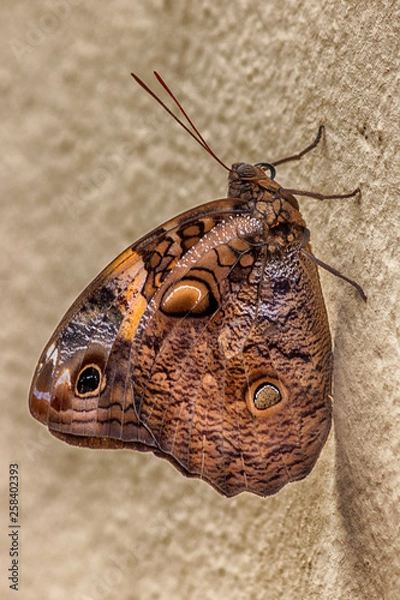 Obraz butterfly on a wall