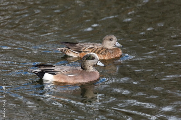 Fototapeta American wigeon duck