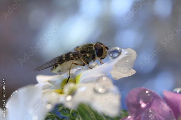 Fototapeta bee on flower