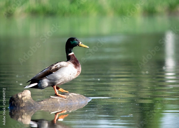 Obraz Mallard on a log