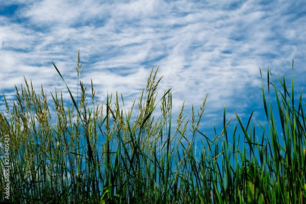 Obraz Wild rice against sky and clouds