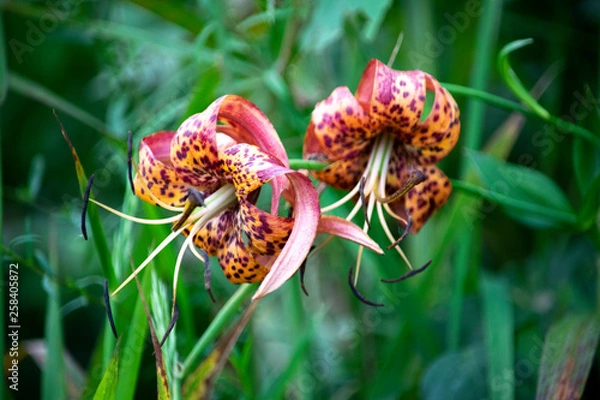 Obraz snakes head plant orange