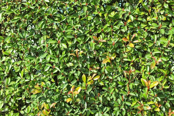 Fototapeta Green leaves background or the naturally walls texture Ideal for use in the design fairly