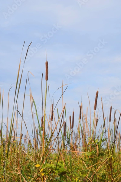 Fototapeta Cattails and sky