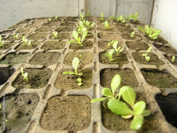 Obraz OLYMPUS DIGITAL CAMERA