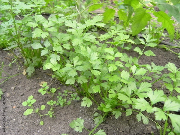 Obraz OLYMPUS DIGITAL CAMERA