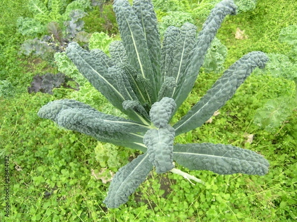 Obraz OLYMPUS DIGITAL CAMERA